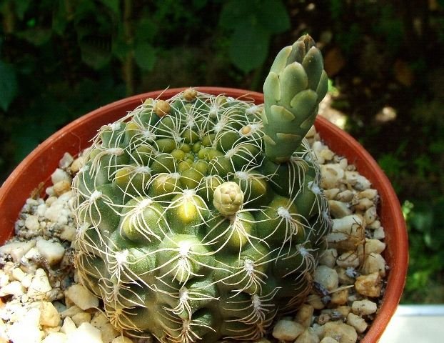 Gymnocalycium _calochlorum 'proliferum' P109 _07